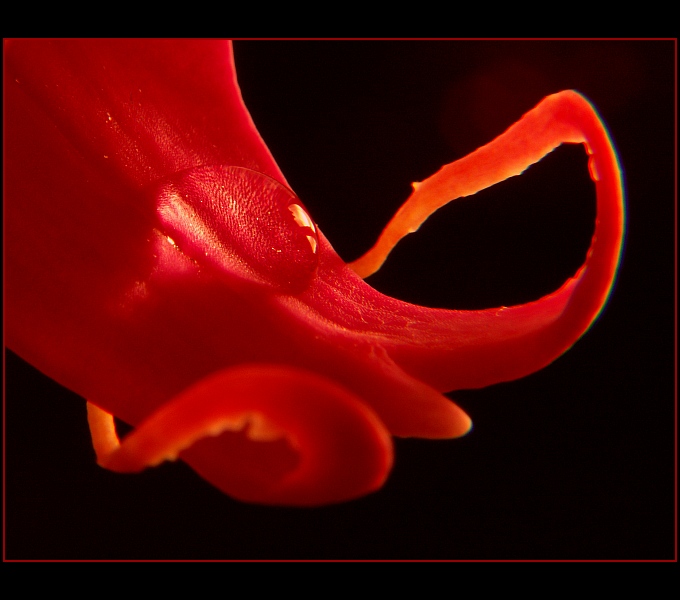 photo "Diabolic tongue" tags: macro and close-up, abstract, 