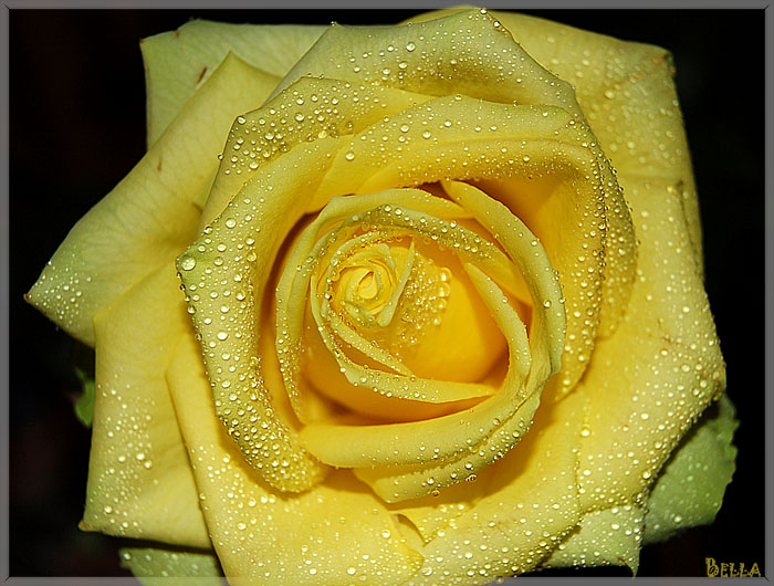 photo "Yellow Rose" tags: , 