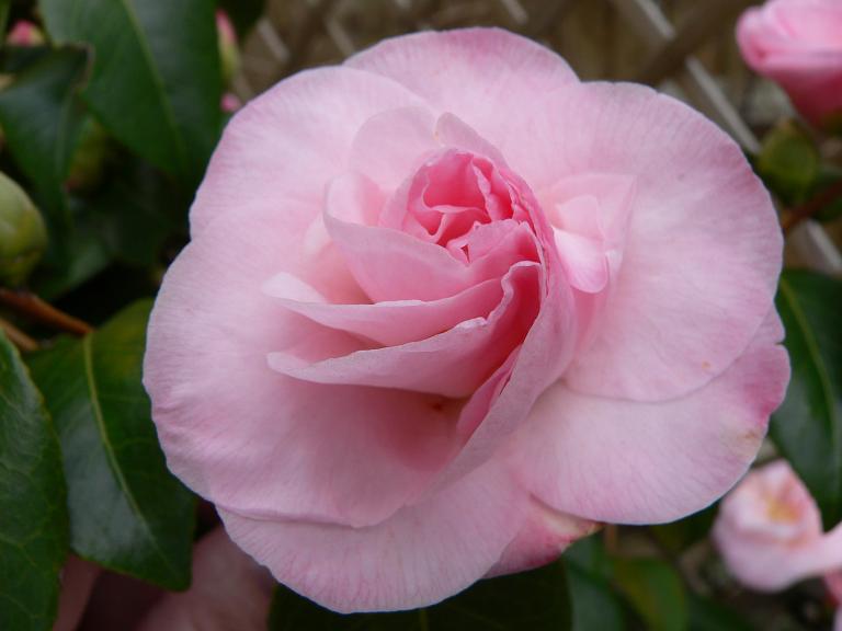 photo "Spring is almost here..." tags: nature, flowers