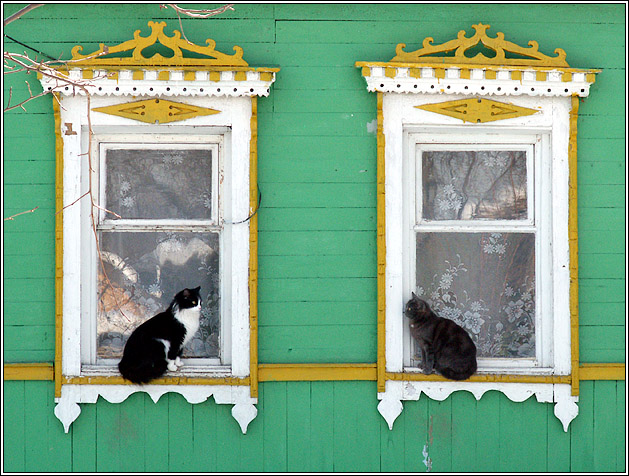photo "Cats" tags: nature, architecture, landscape, pets/farm animals