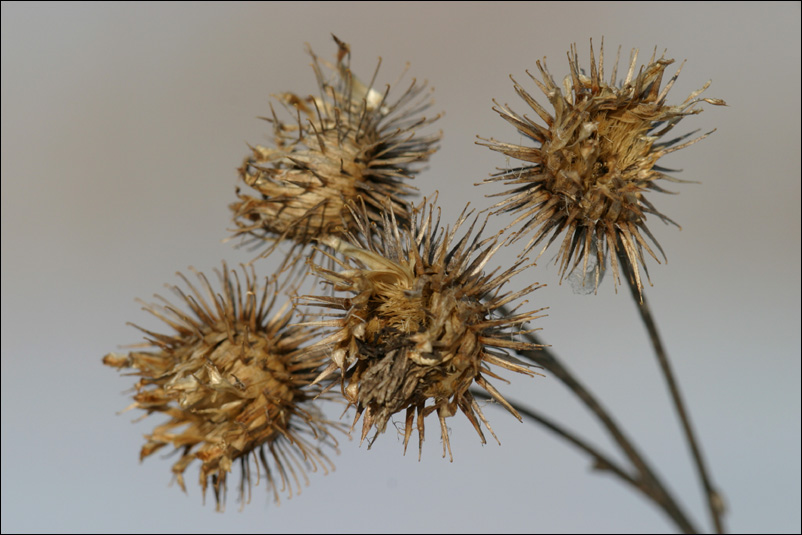 photo "Flowers of the last year." tags: nature, flowers