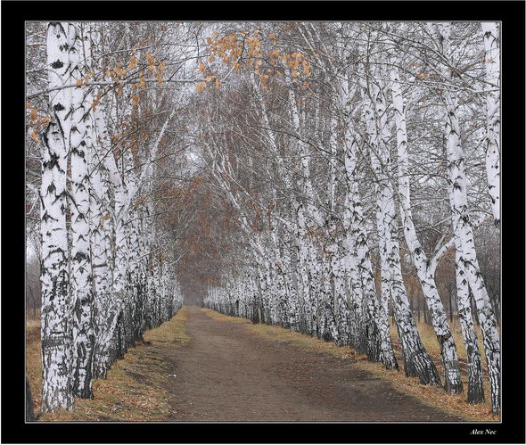 photo "October. Birch avenue." tags: landscape, genre, autumn