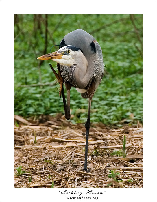 photo "Itching heron" tags: nature, genre, wild animals