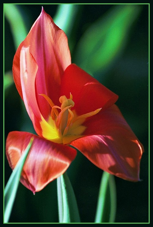 photo "Tulip...overexposed" tags: nature, flowers