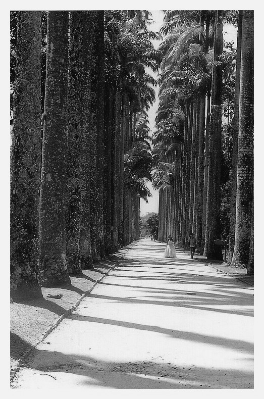 photo "Natural corridor" tags: landscape, nature, forest