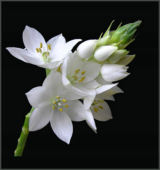 photo "Ornithogalum" tags: macro and close-up, nature, flowers