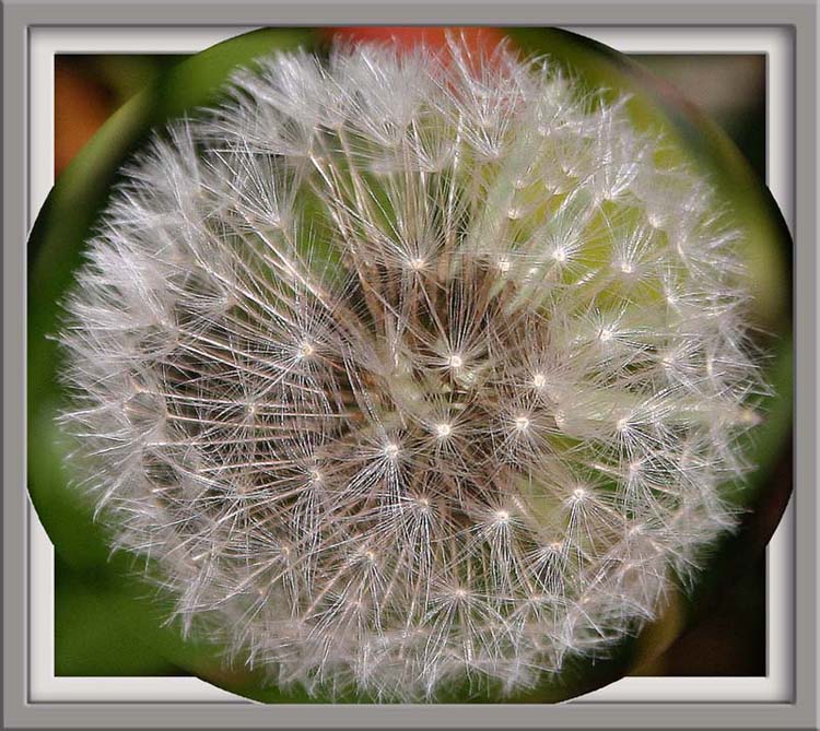 photo "" Globalization" tags: macro and close-up, nature, flowers