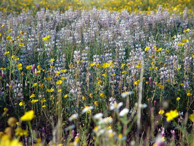 photo "The Field" tags: landscape, nature, flowers, spring