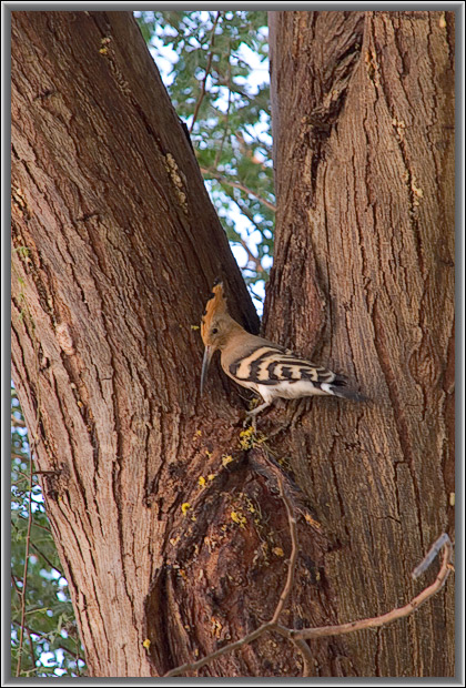 photo "Udod" tags: nature, wild animals