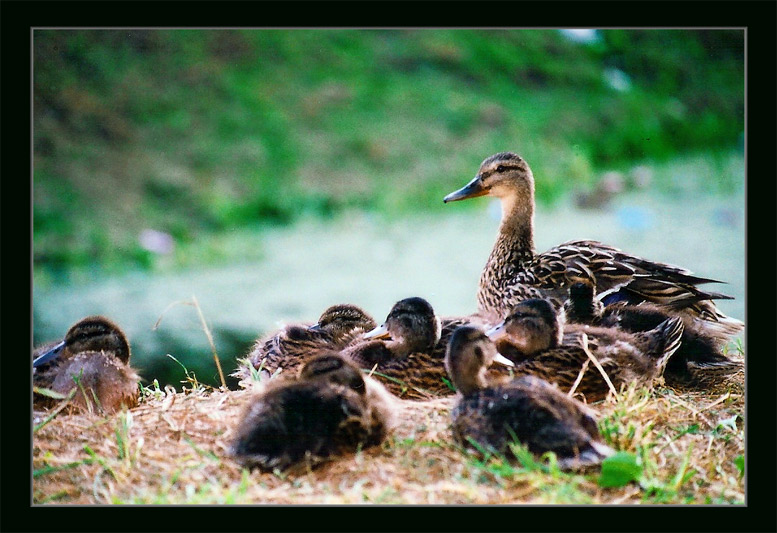 photo "Mother" tags: nature, genre, wild animals