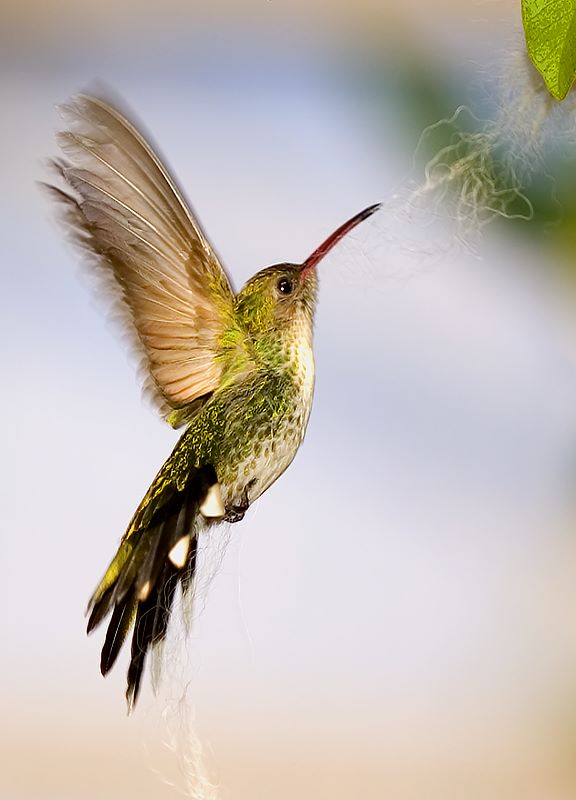 photo "Broad-Billed Hummingbird" tags: nature, wild animals
