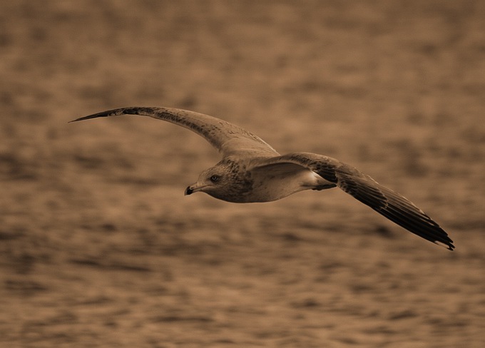 photo "Flight in the sepia" tags: nature, wild animals