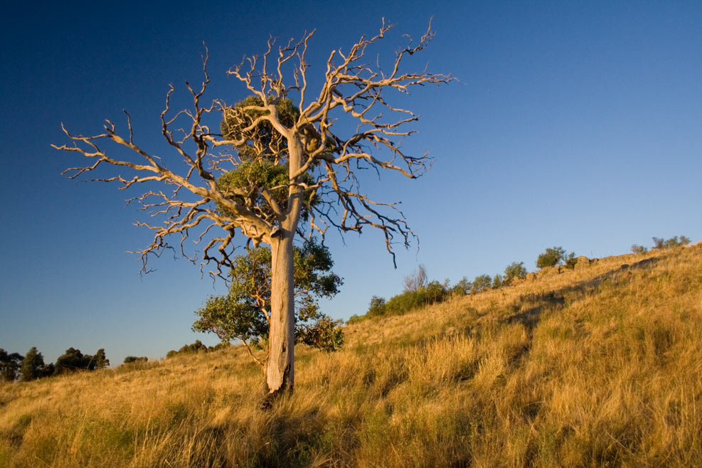 photo "Magic tree" tags: landscape, mountains