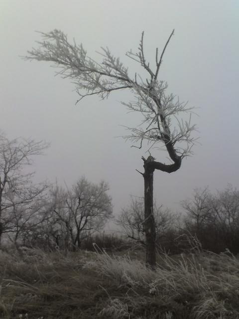 фото "одиноко стоящее дерево" метки: пейзаж, весна