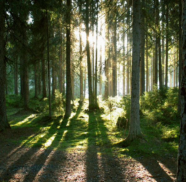 photo "Magical Forest" tags: , 