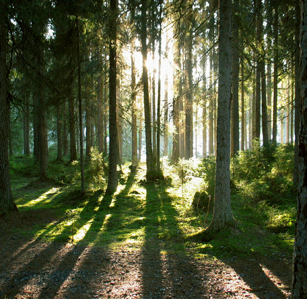 photo "Magical Forest" tags: , 