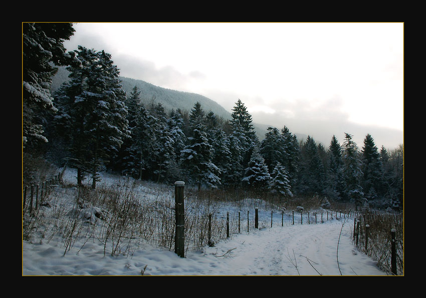 photo "Chemin Perdu" tags: landscape, forest, winter
