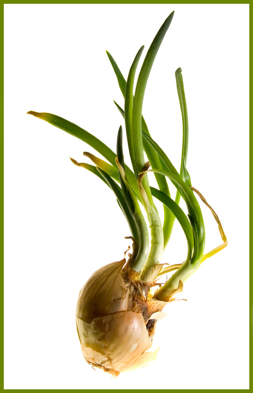 photo "onion 1" tags: nature, macro and close-up, 