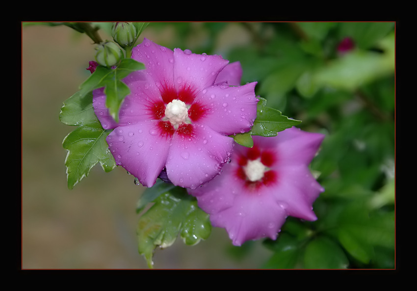 photo "Relief..." tags: landscape, nature, flowers, summer