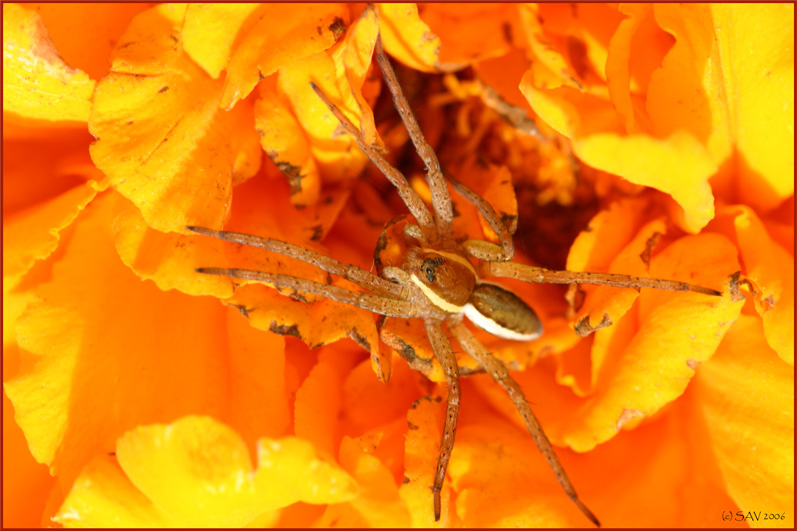 photo "***" tags: nature, macro and close-up, insect