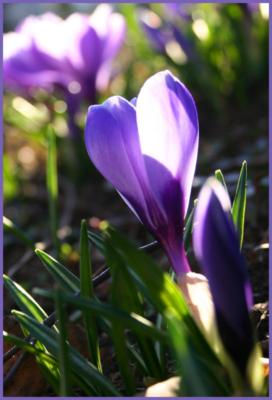 photo "Krokus" tags: nature, flowers