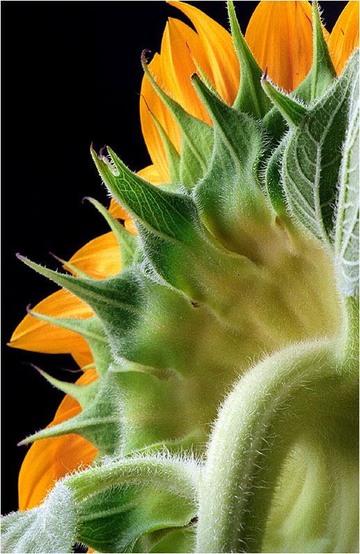 photo "My Green Backs" tags: nature, macro and close-up, flowers