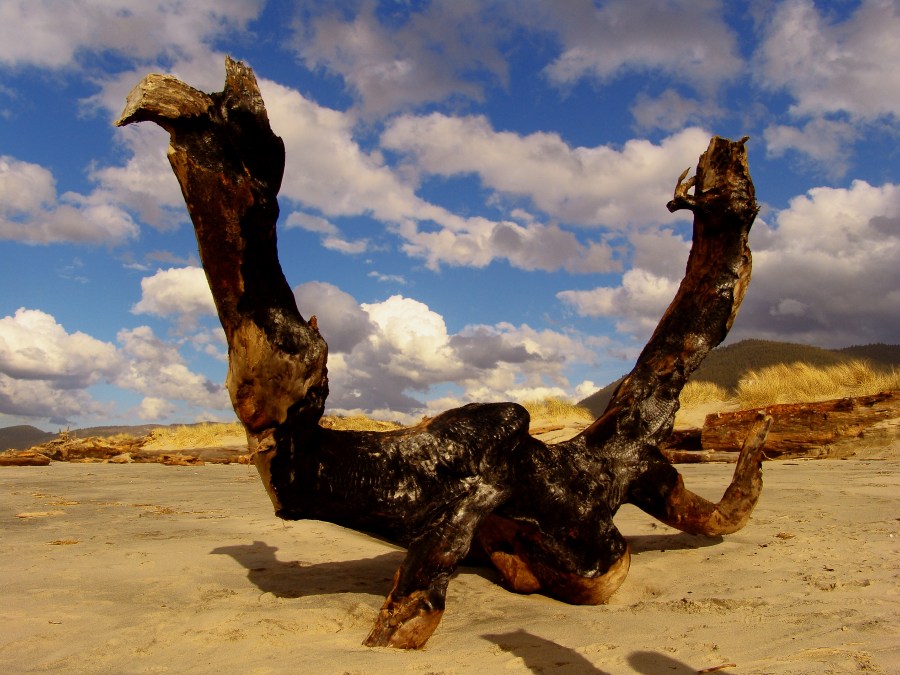фото ""Динозаврик" или просто обгоревшее бревно ." метки: пейзаж, путешествия, Северная Америка