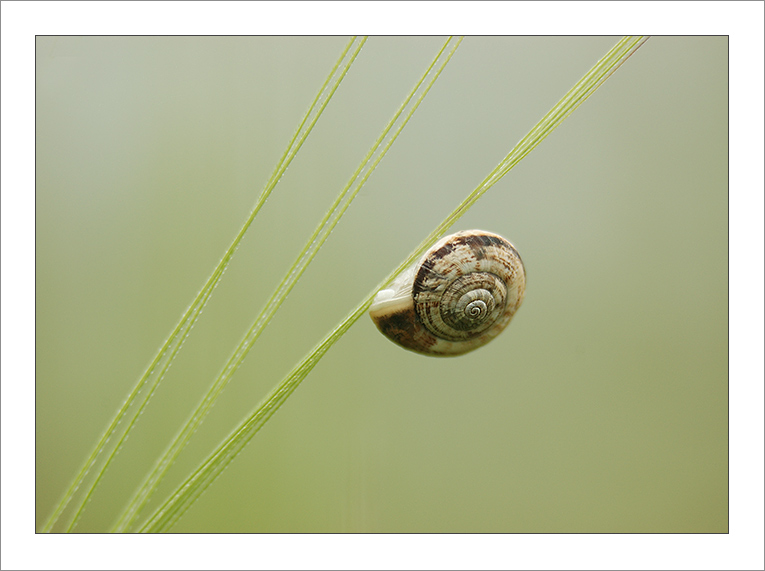 photo "***" tags: nature, insect