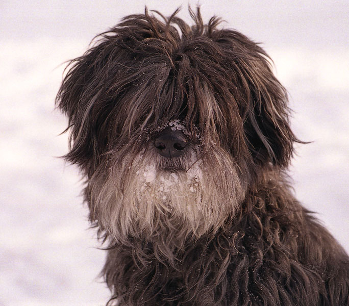 фото "снежная собака" метки: природа, домашние животные