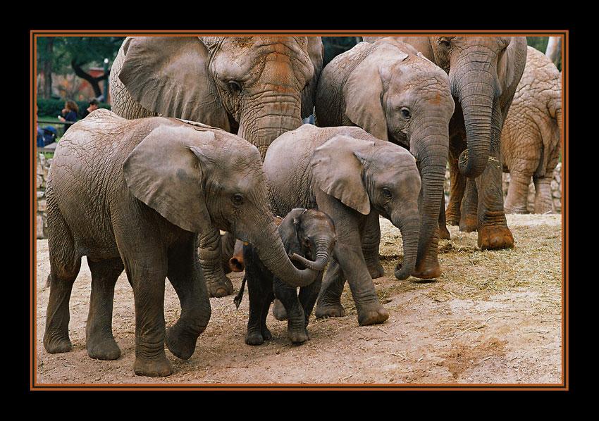 photo "Elephant family" tags: nature, genre, wild animals