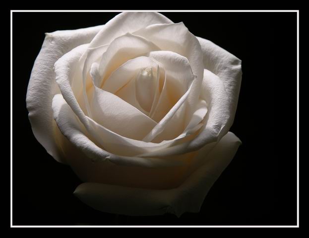 photo "rose" tags: macro and close-up, 