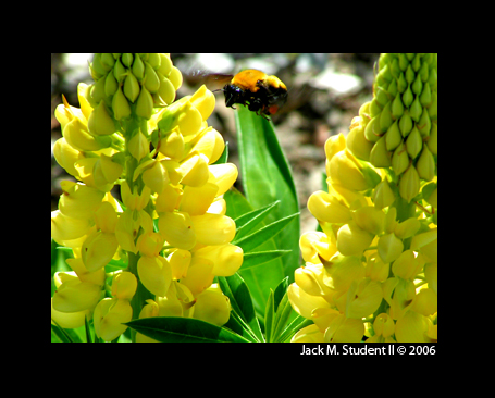 photo "HoneyBee" tags: nature, macro and close-up, insect