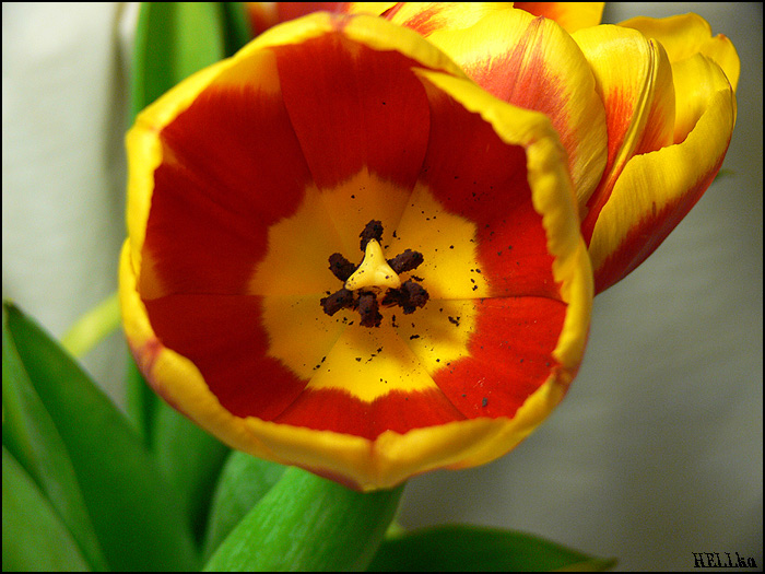 photo "***" tags: macro and close-up, 