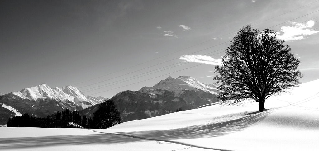 photo "wintertree" tags: landscape, black&white, winter