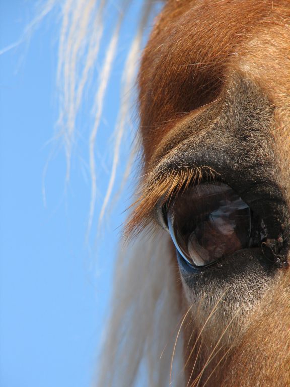 photo "Look" tags: nature, pets/farm animals