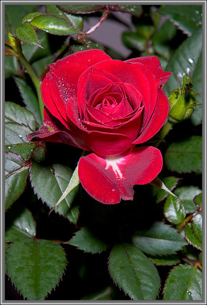 photo "Home attributes of spring." tags: nature, macro and close-up, flowers
