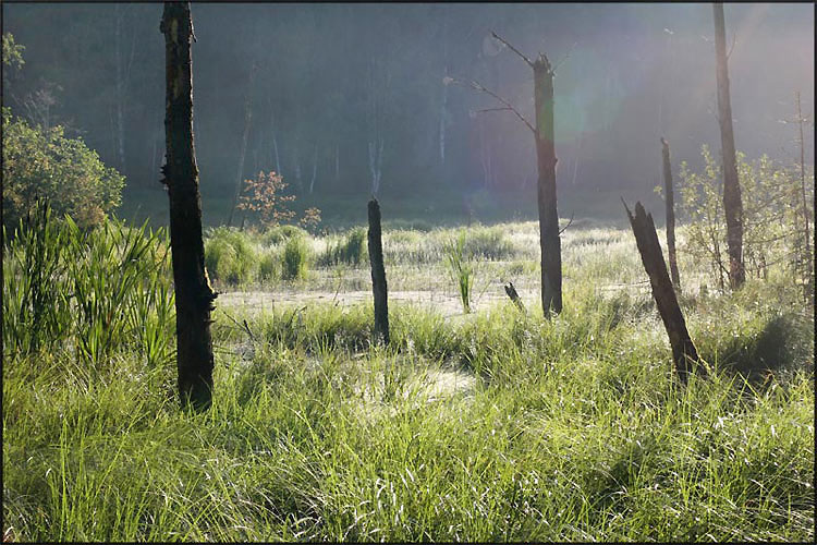 фото "Заболченный лес" метки: пейзаж, лес