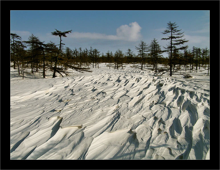 photo "По следам ветра 02 / Following the Tracks of the Wind 02" tags: landscape, forest, winter