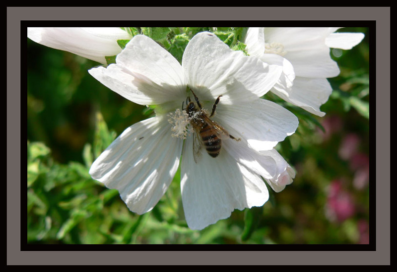 фото "Summerbee" метки: природа, цветы