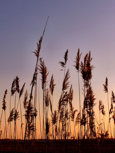 photo "***" tags: landscape, sunset