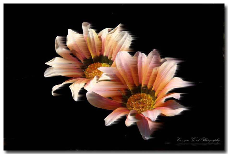 photo "" Sisters Of The Wind"" tags: nature, abstract, flowers