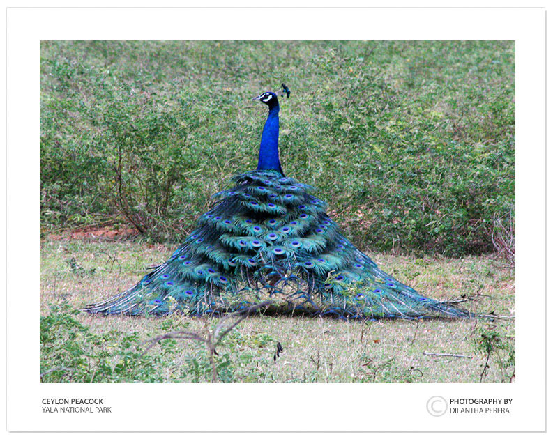 photo "Peacock" tags: nature, travel, Asia, wild animals