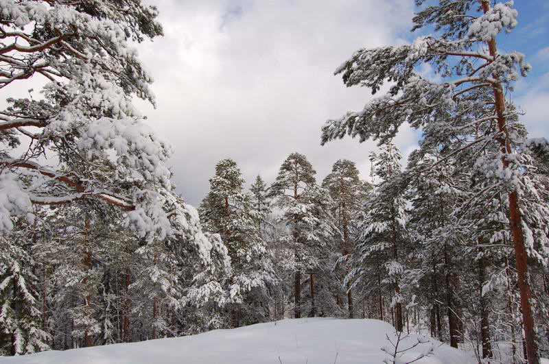 photo "Park Monreno (Vyborg)" tags: landscape, winter