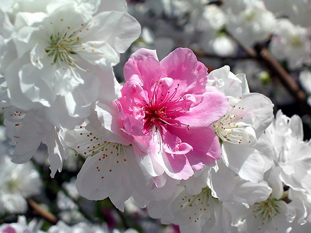 photo "***" tags: nature, flowers