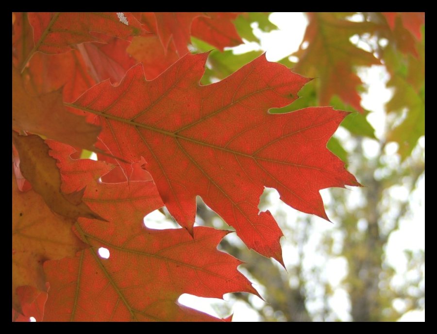 photo "red leaf" tags: landscape, nature, autumn