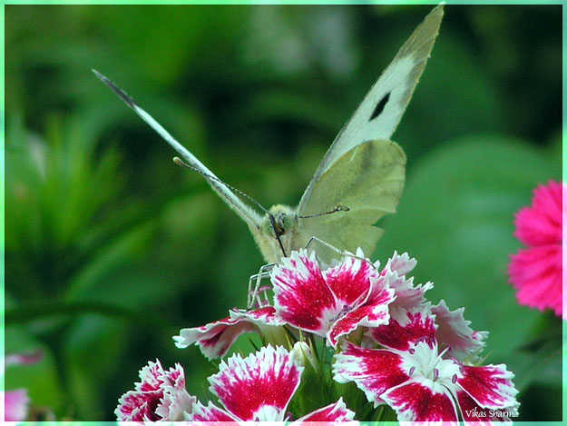 photo "Spring" tags: nature, flowers, insect