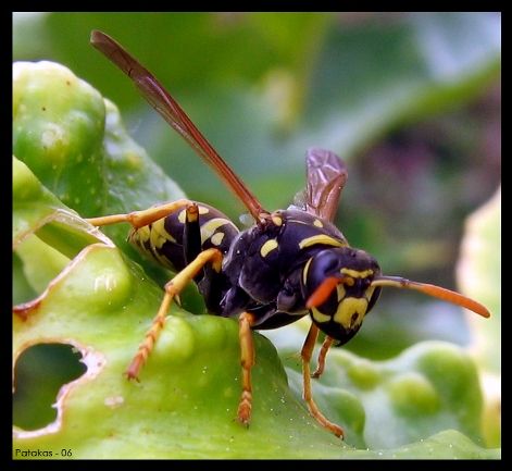 photo "Wasp" tags: macro and close-up, nature, insect