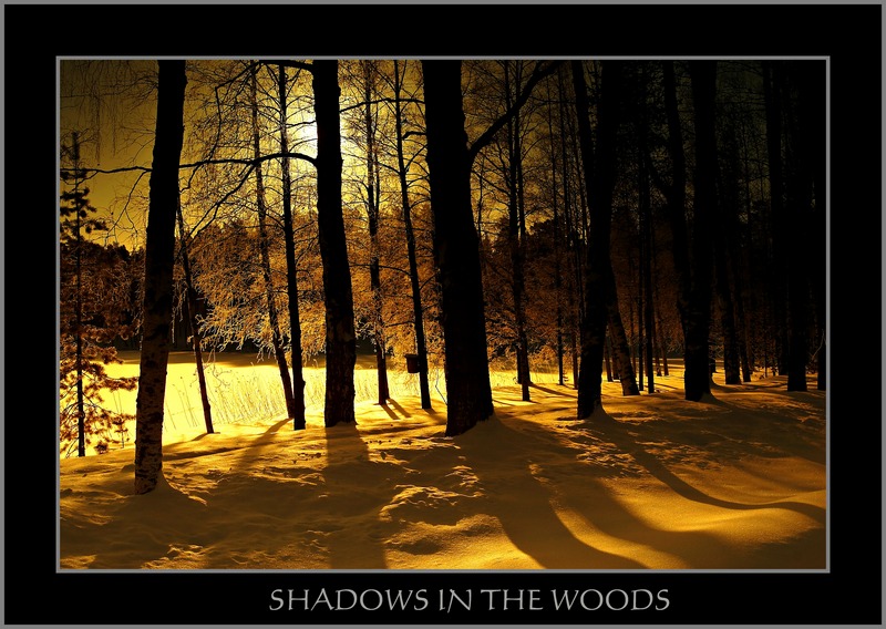 фото "Shadows in the woods" метки: пейзаж, лес