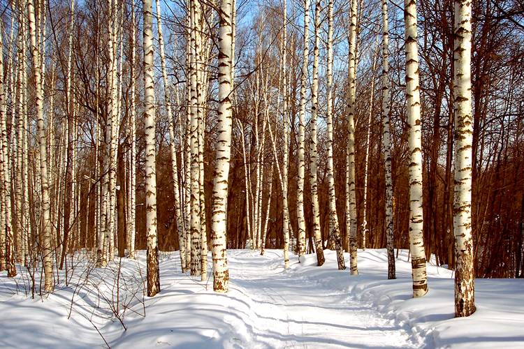 photo "Winter landscape under spring sun" tags: landscape, forest, winter