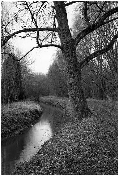 photo "tree" tags: landscape, winter